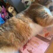 ヒメ日記 2025/07/26 13:00 投稿 すず SUZUME