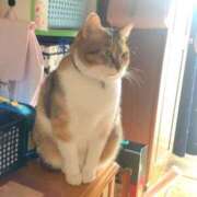 ヒメ日記 2025/08/01 15:00 投稿 すず SUZUME