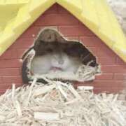 ヒメ日記 2025/08/02 13:00 投稿 すず SUZUME