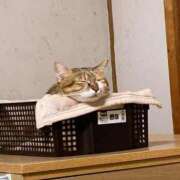 ヒメ日記 2025/09/03 13:00 投稿 すず SUZUME