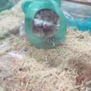 ヒメ日記 2025/09/10 17:00 投稿 すず SUZUME