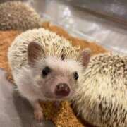 ヒメ日記 2025/09/22 15:00 投稿 すず SUZUME