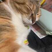 ヒメ日記 2025/10/17 13:00 投稿 すず SUZUME