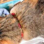 ヒメ日記 2025/10/19 13:00 投稿 すず SUZUME