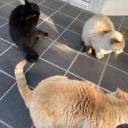 ヒメ日記 2025/11/06 15:00 投稿 すず SUZUME