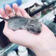 ヒメ日記 2025/11/17 13:00 投稿 すず SUZUME