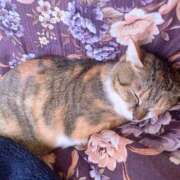 ヒメ日記 2025/11/24 15:00 投稿 すず SUZUME