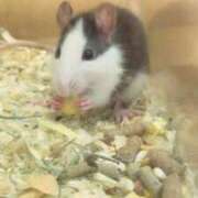 ヒメ日記 2025/11/28 14:00 投稿 すず SUZUME