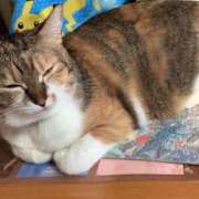 ヒメ日記 2025/11/29 16:00 投稿 すず SUZUME