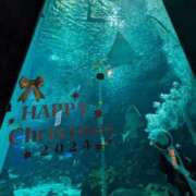 ヒメ日記 2024/12/24 21:49 投稿 まひる SUZUME