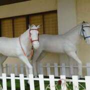 ヒメ日記 2025/04/05 22:22 投稿 まひる SUZUME