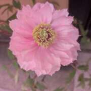 ヒメ日記 2025/05/08 08:36 投稿 りこ SUZUME