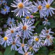 ヒメ日記 2025/06/09 09:10 投稿 りこ SUZUME