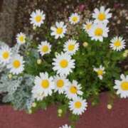 ヒメ日記 2025/06/28 08:21 投稿 りこ SUZUME