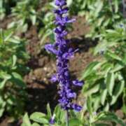 ヒメ日記 2025/07/02 08:20 投稿 りこ SUZUME