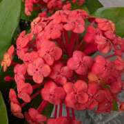 ヒメ日記 2025/07/24 21:51 投稿 りこ SUZUME