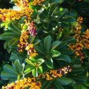 ヒメ日記 2025/09/07 20:15 投稿 りこ SUZUME