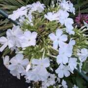 ヒメ日記 2025/09/30 20:28 投稿 りこ SUZUME