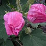 ヒメ日記 2025/10/01 09:23 投稿 りこ SUZUME