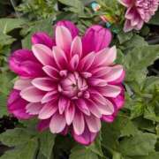 ヒメ日記 2025/10/09 08:32 投稿 りこ SUZUME