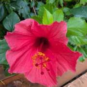 ヒメ日記 2025/11/07 08:35 投稿 りこ SUZUME