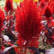 ヒメ日記 2025/11/16 18:58 投稿 りこ SUZUME