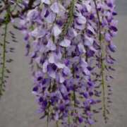 ヒメ日記 2025/11/17 07:45 投稿 りこ SUZUME