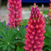 ヒメ日記 2025/11/18 15:58 投稿 りこ SUZUME