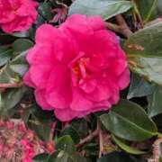 ヒメ日記 2026/02/18 08:34 投稿 りこ SUZUME