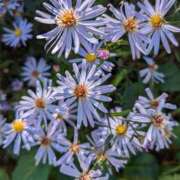 ヒメ日記 2026/02/23 08:31 投稿 りこ SUZUME