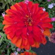 ヒメ日記 2026/04/07 09:37 投稿 りこ SUZUME