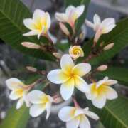 ヒメ日記 2026/04/11 09:37 投稿 りこ SUZUME