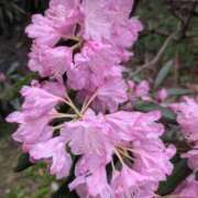 ヒメ日記 2026/04/17 15:48 投稿 りこ SUZUME