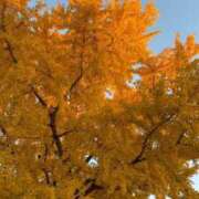 ヒメ日記 2025/12/09 00:01 投稿 リノ COCOMERO（ココメロ）