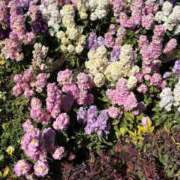 ヒメ日記 2026/03/09 12:01 投稿 リノ COCOMERO（ココメロ）