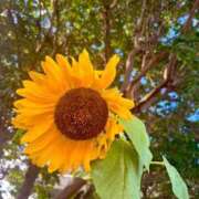 ヒメ日記 2025/07/13 15:23 投稿 なごみ SUZUME