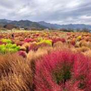 ヒメ日記 2025/12/02 06:45 投稿 なごみ SUZUME