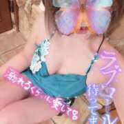 ヒメ日記 2026/01/30 08:30 投稿 なごみ SUZUME