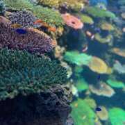 ヒメ日記 2025/03/01 03:49 投稿 ありさ ピンクコレクション大阪キタ店