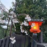 ヒメ日記 2026/03/31 13:11 投稿 ふじの Lounge Yoki東京