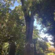 ヒメ日記 2025/07/21 08:08 投稿 りりさ 錦糸町人妻セレブリティ（ユメオト）