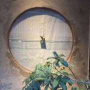 りりさ おはよん 錦糸町人妻セレブリティ（ユメオト）