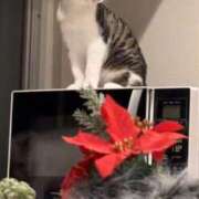 ヒメ日記 2024/12/17 18:29 投稿 ふらんそわ 完全密室 無抵抗