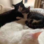 ヒメ日記 2024/12/23 22:22 投稿 ふらんそわ 完全密室 無抵抗