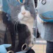 ヒメ日記 2024/12/31 06:27 投稿 ふらんそわ 完全密室 無抵抗