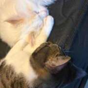 ふらんそわ 🐱ありがとうございます💖🐱 完全密室 無抵抗