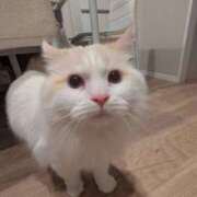 ふらんそわ 🐱出勤🐱 完全密室 無抵抗