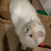 ふらんそわ 🐱出勤🐱 完全密室 無抵抗
