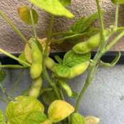 ヒメ日記 2025/07/08 10:03 投稿 かすみ sakura