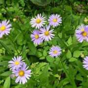 ヒメ日記 2025/09/25 11:07 投稿 いずみ♡M気強めのおっとり熟女♡ 富山インターちゃんこ